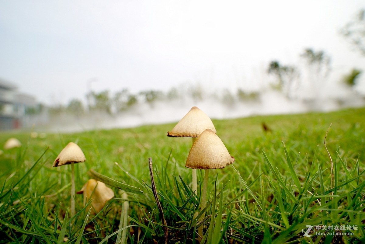 小磨菇老蛙15mm廣角微距鏡頭