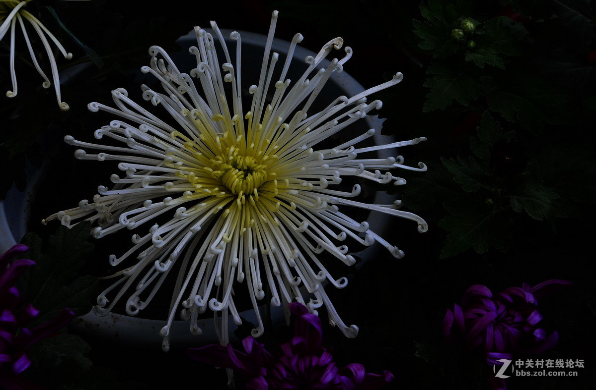 2015.9承德避暑山庄拍菊