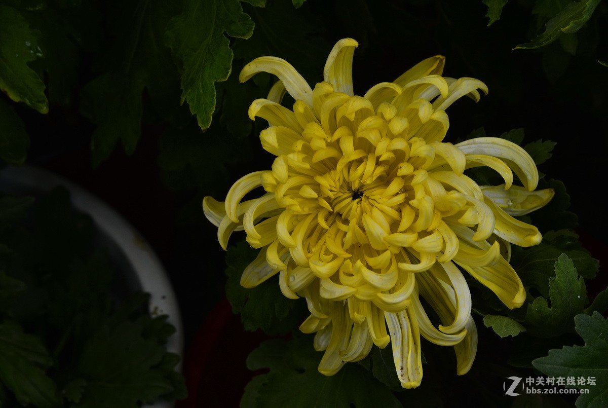 2015.9承德避暑山庄拍菊