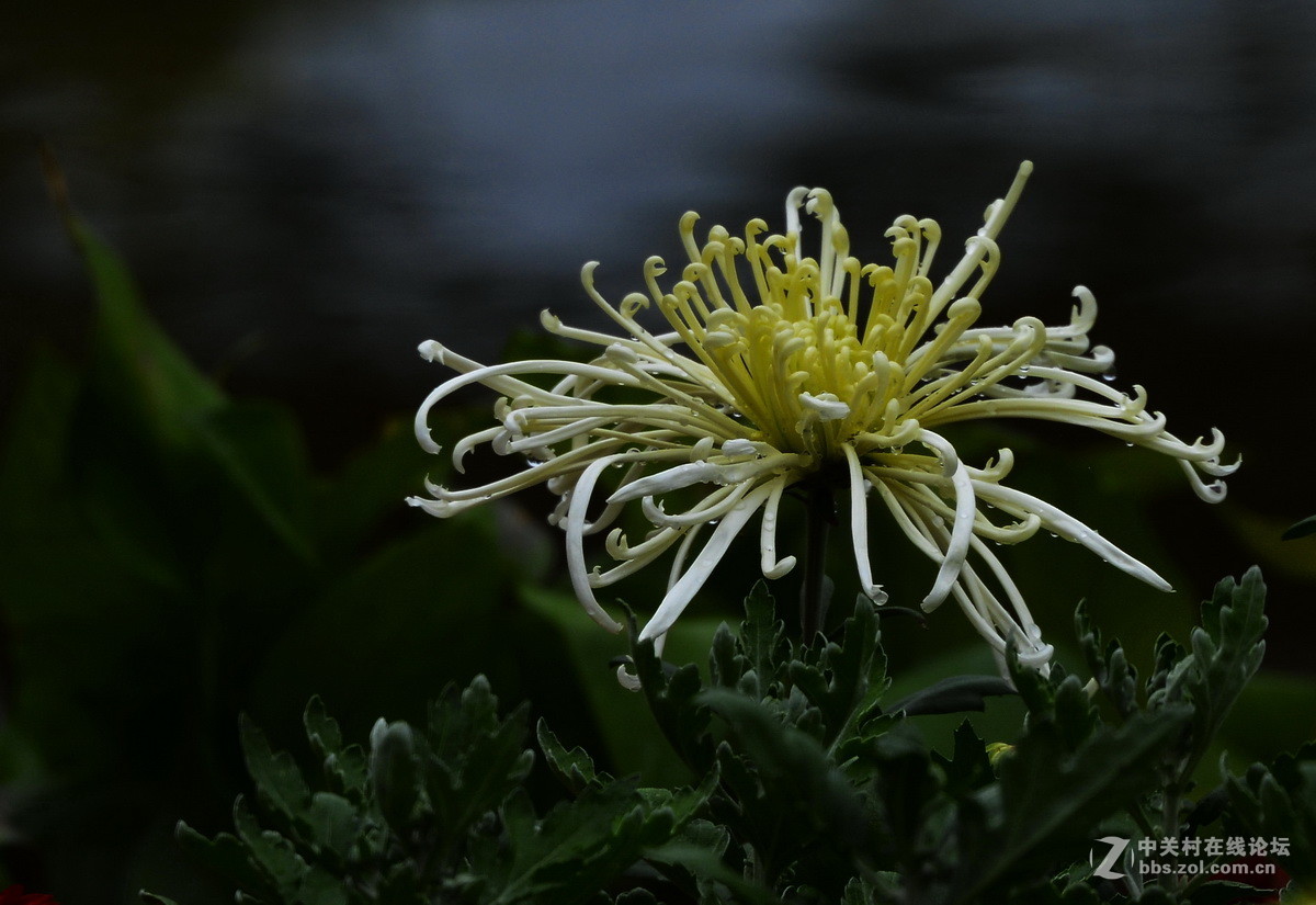2015.9承德避暑山庄拍菊