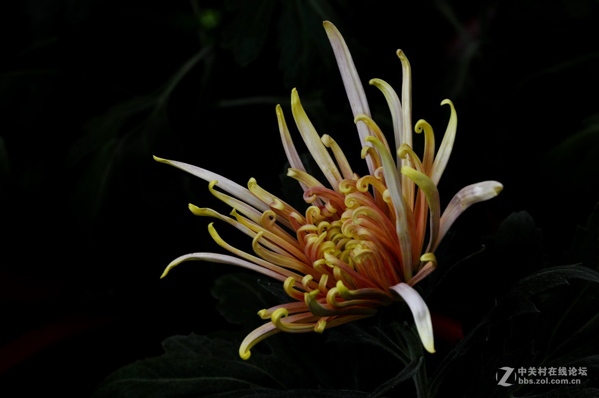 2015.9承德避暑山庄拍菊