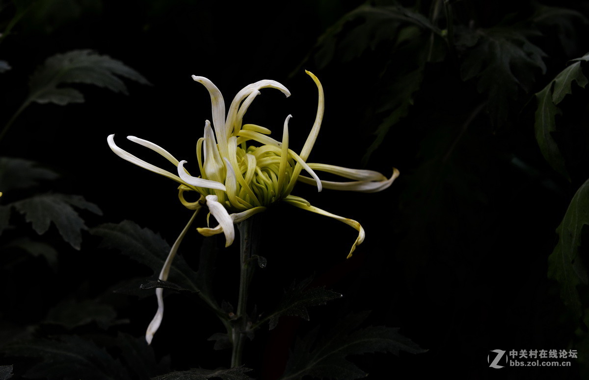 2015.9承德避暑山庄拍菊