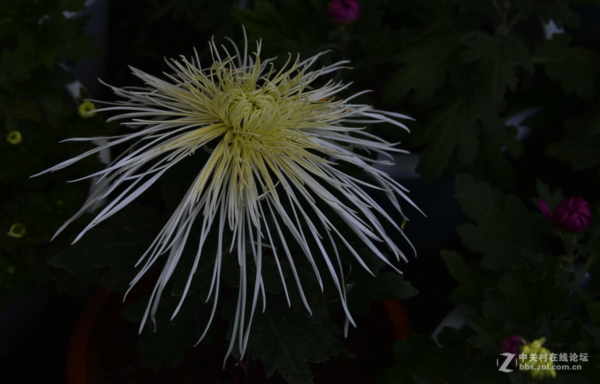 2015.9承德避暑山庄拍菊
