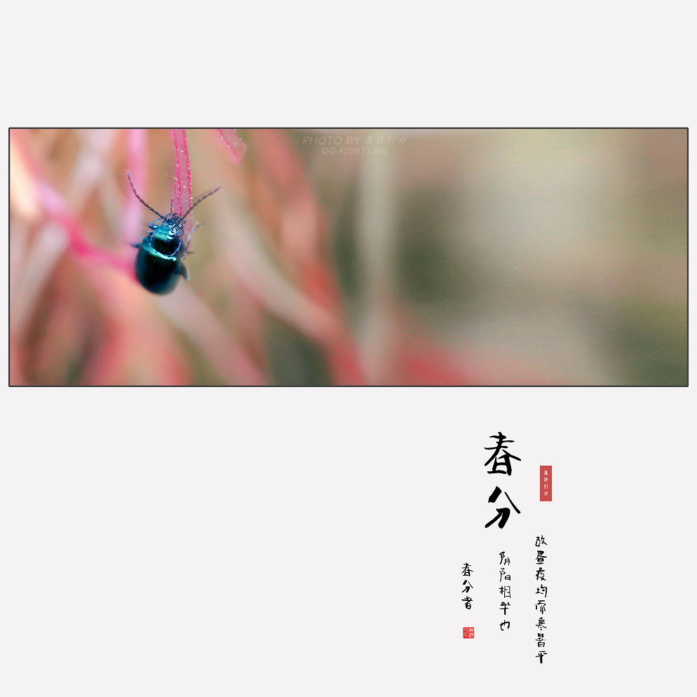 #ZOL月赛-微笑# 春分... ...