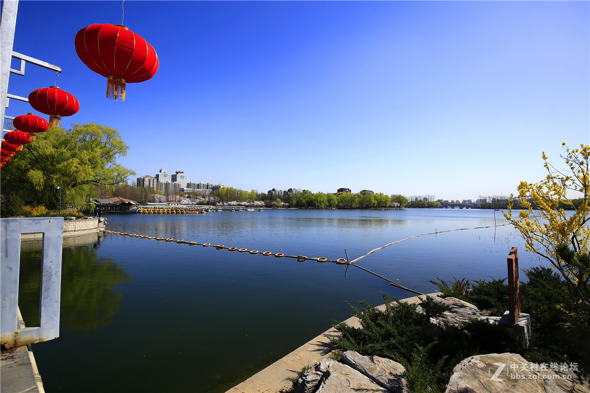 玉渊潭春景2.