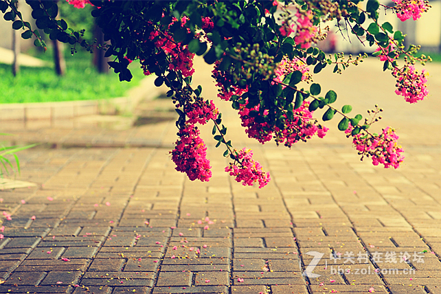 刚刚入手二手钢炮，试拍荷花！