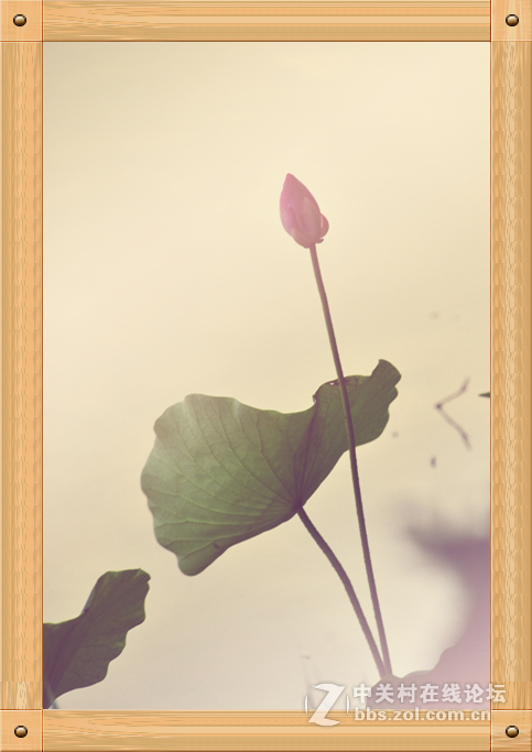 刚刚入手二手钢炮，试拍荷花！