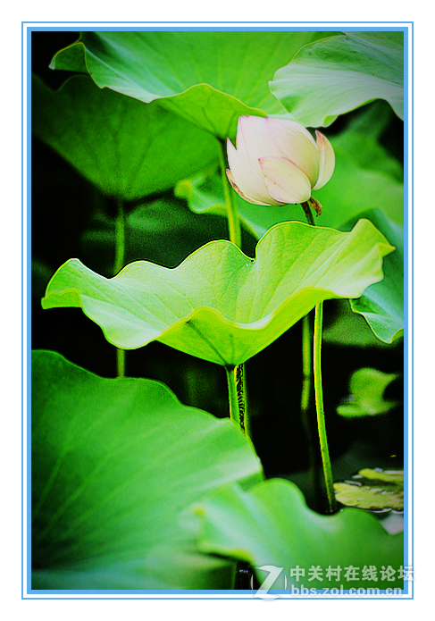 刚刚入手二手钢炮，试拍荷花！