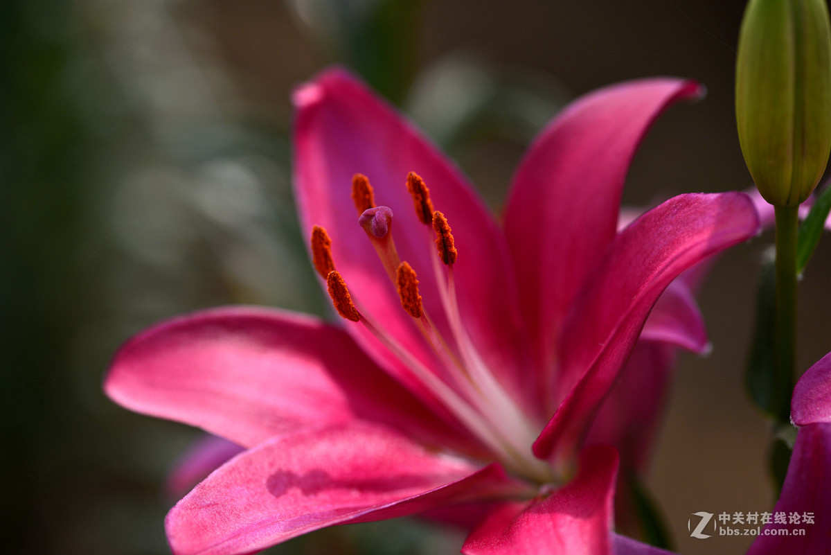 凌源首届百合节蔡司百微试镜，室内光线不够，手持拍摄，有损百微形象之嫌。