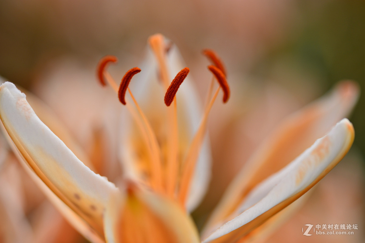 凌源首届百合节蔡司百微试镜，室内光线不够，手持拍摄，有损百微形象之嫌。