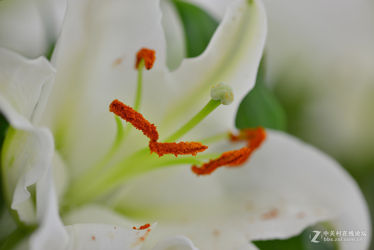 凌源首届百合节蔡司百微试镜，室内光线不够，手持拍摄，有损百微形象之嫌。