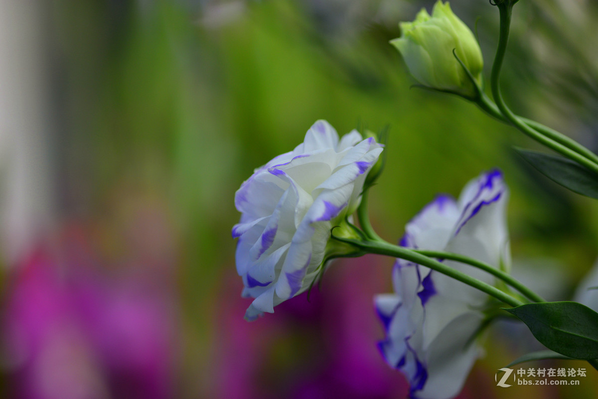 凌源首届百合节蔡司百微试镜，室内光线不够，手持拍摄，有损百微形象之嫌。