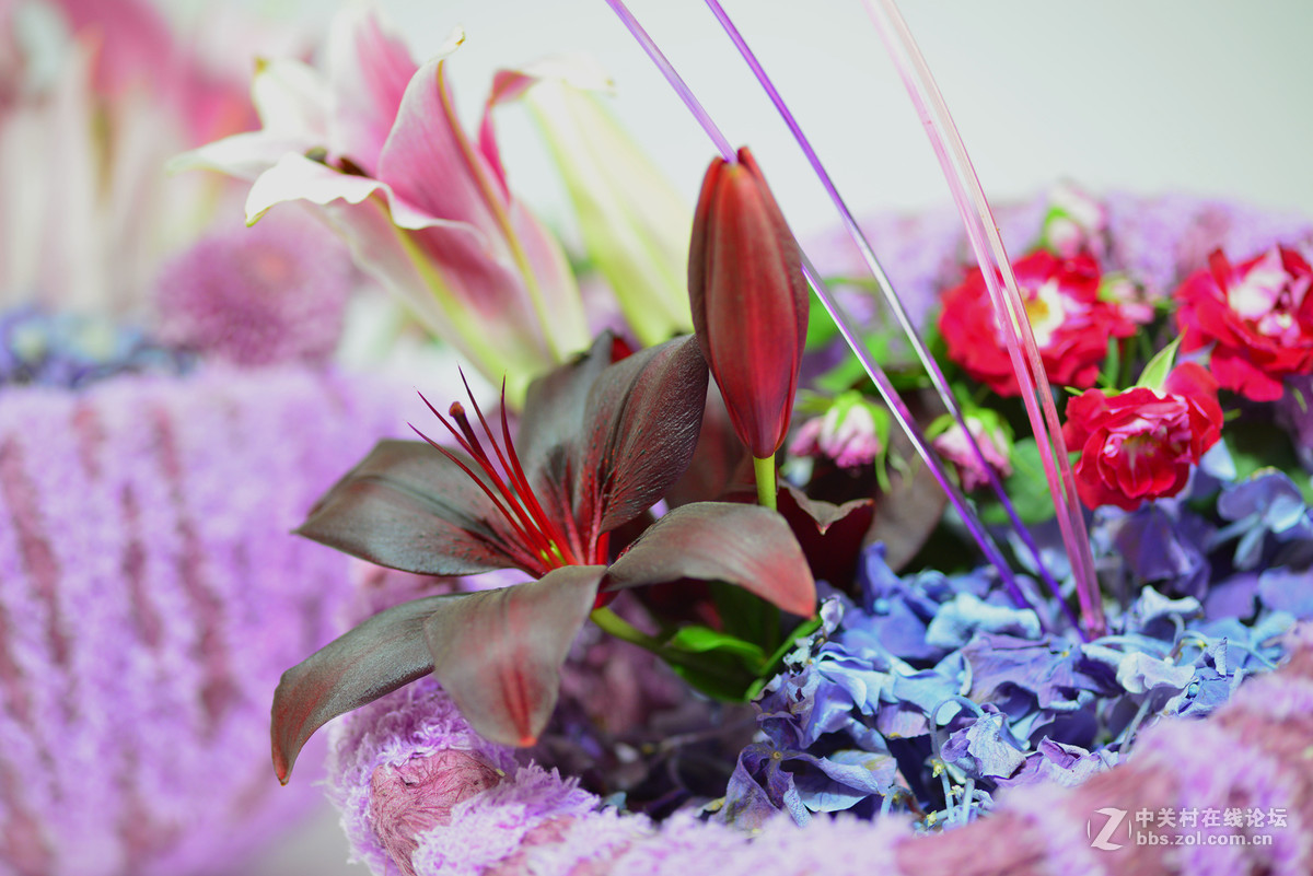 凌源首届百合节蔡司百微试镜，室内光线不够，手持拍摄，有损百微形象之嫌。