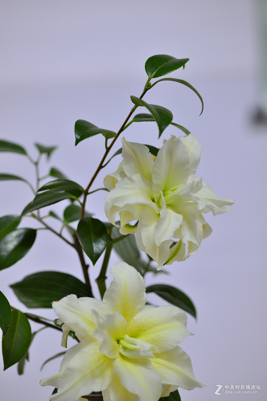 凌源首届百合节蔡司百微试镜，室内光线不够，手持拍摄，有损百微形象之嫌。