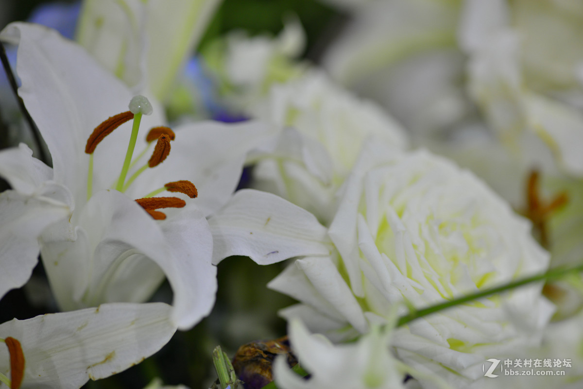 凌源首届百合节蔡司百微试镜，室内光线不够，手持拍摄，有损百微形象之嫌。