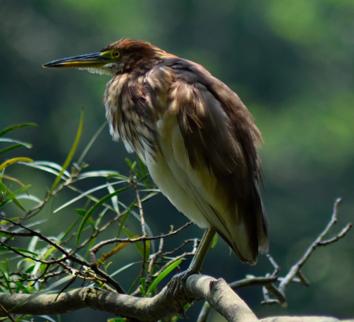 池边鹭鸟，呆萌。