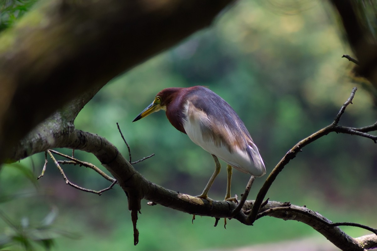 池边鹭鸟，呆萌。