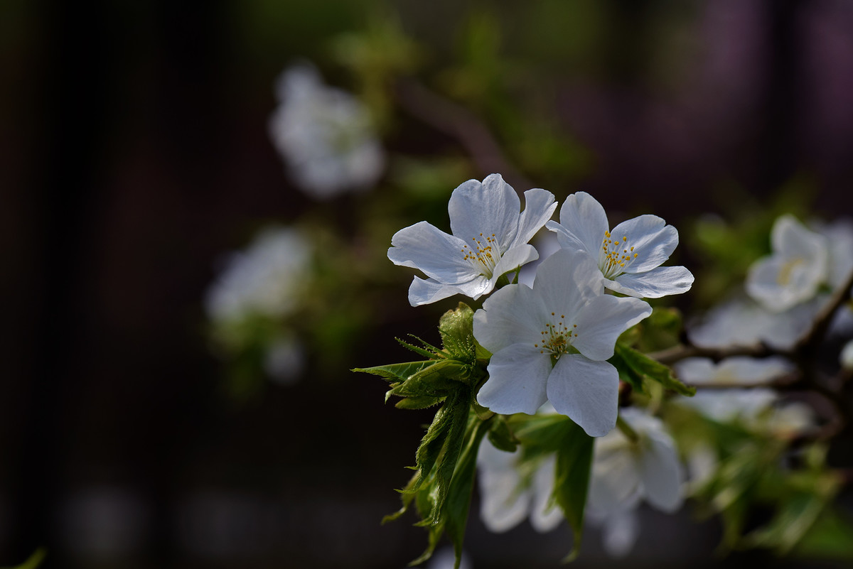 白色单瓣儿樱花