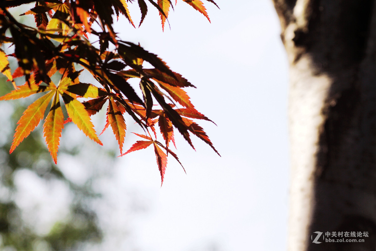 新镜试机——红叶