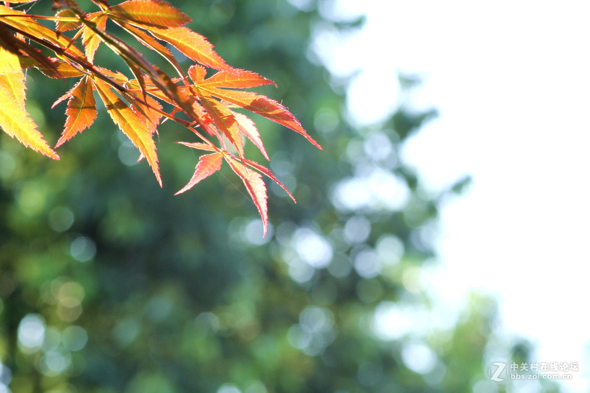 新镜试机——红叶