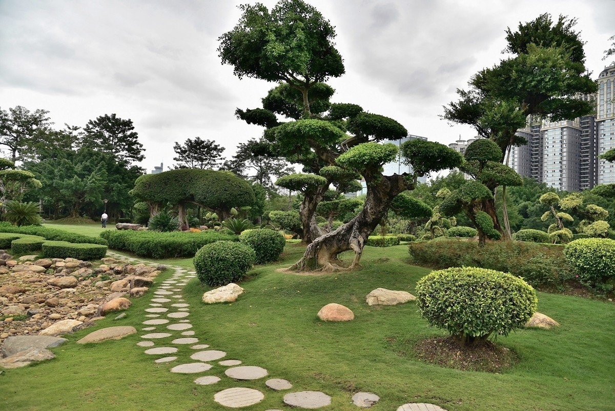 南湖公园榕树园林景观