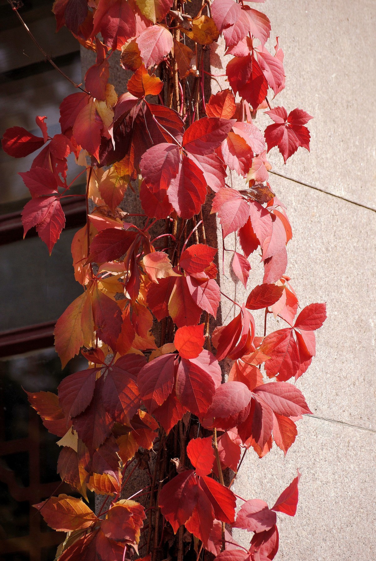 金秋菊香映红叶