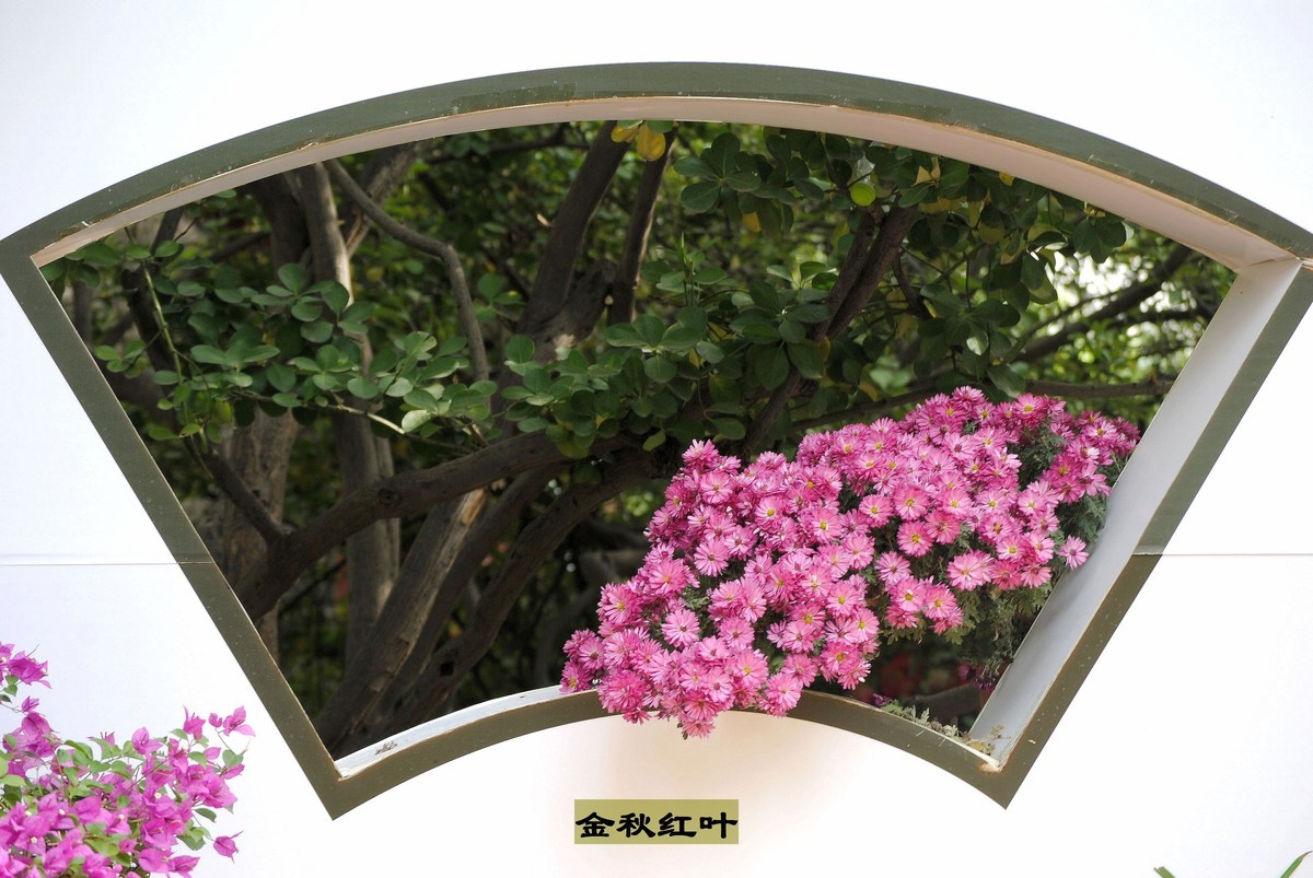 金秋菊香映红叶