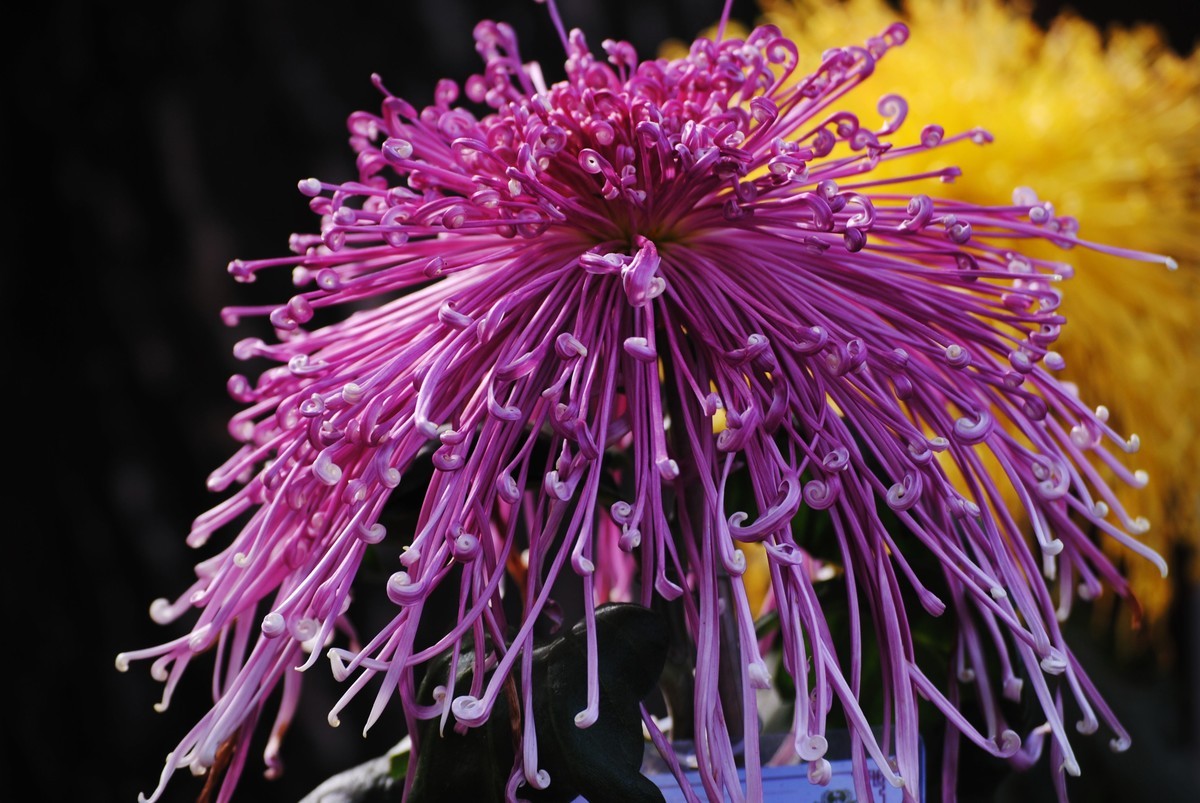 金秋菊香映红叶