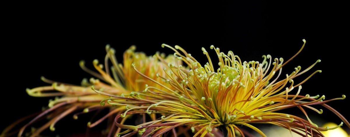 金秋菊香映红叶