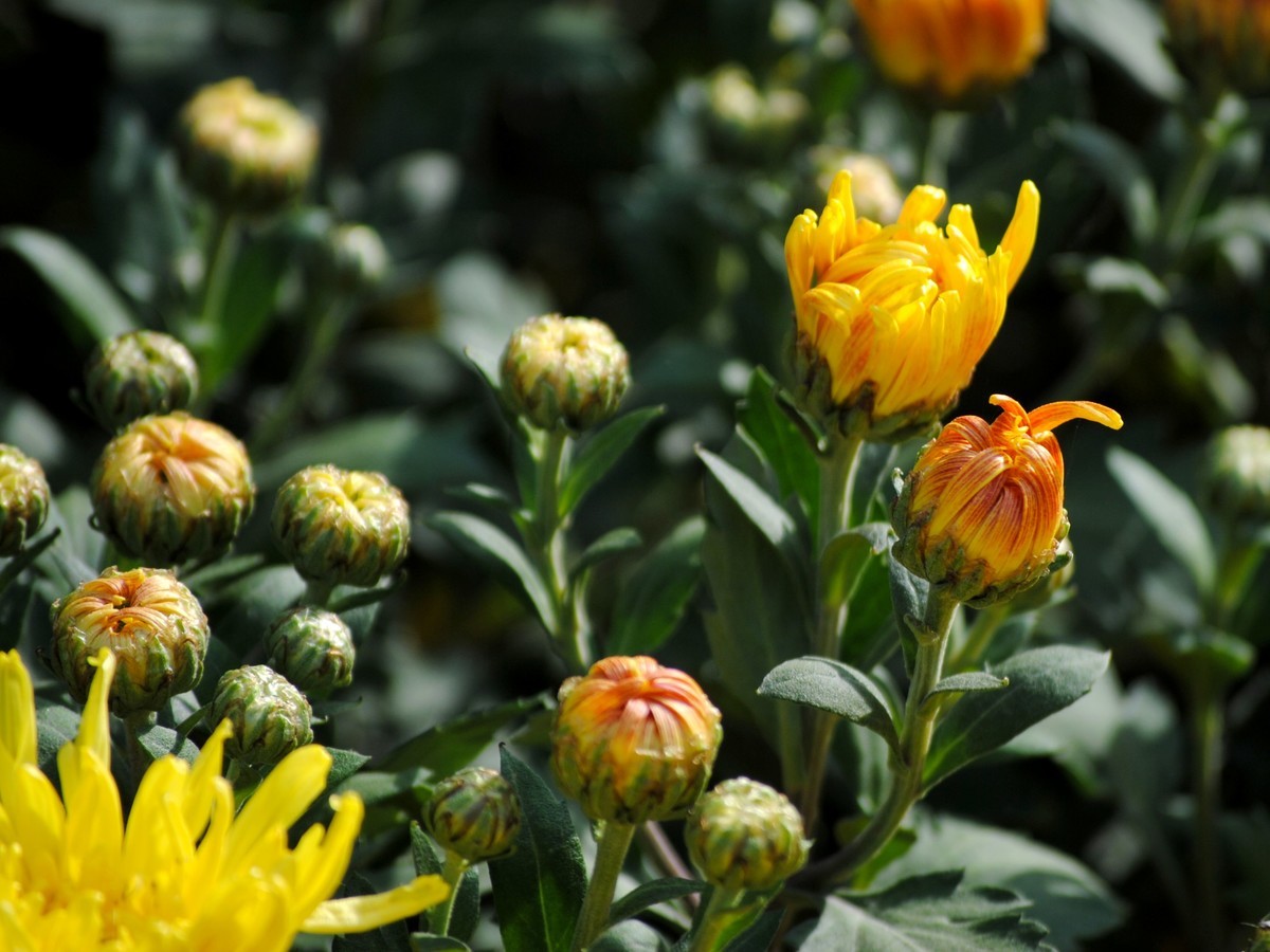 金秋菊香映红叶