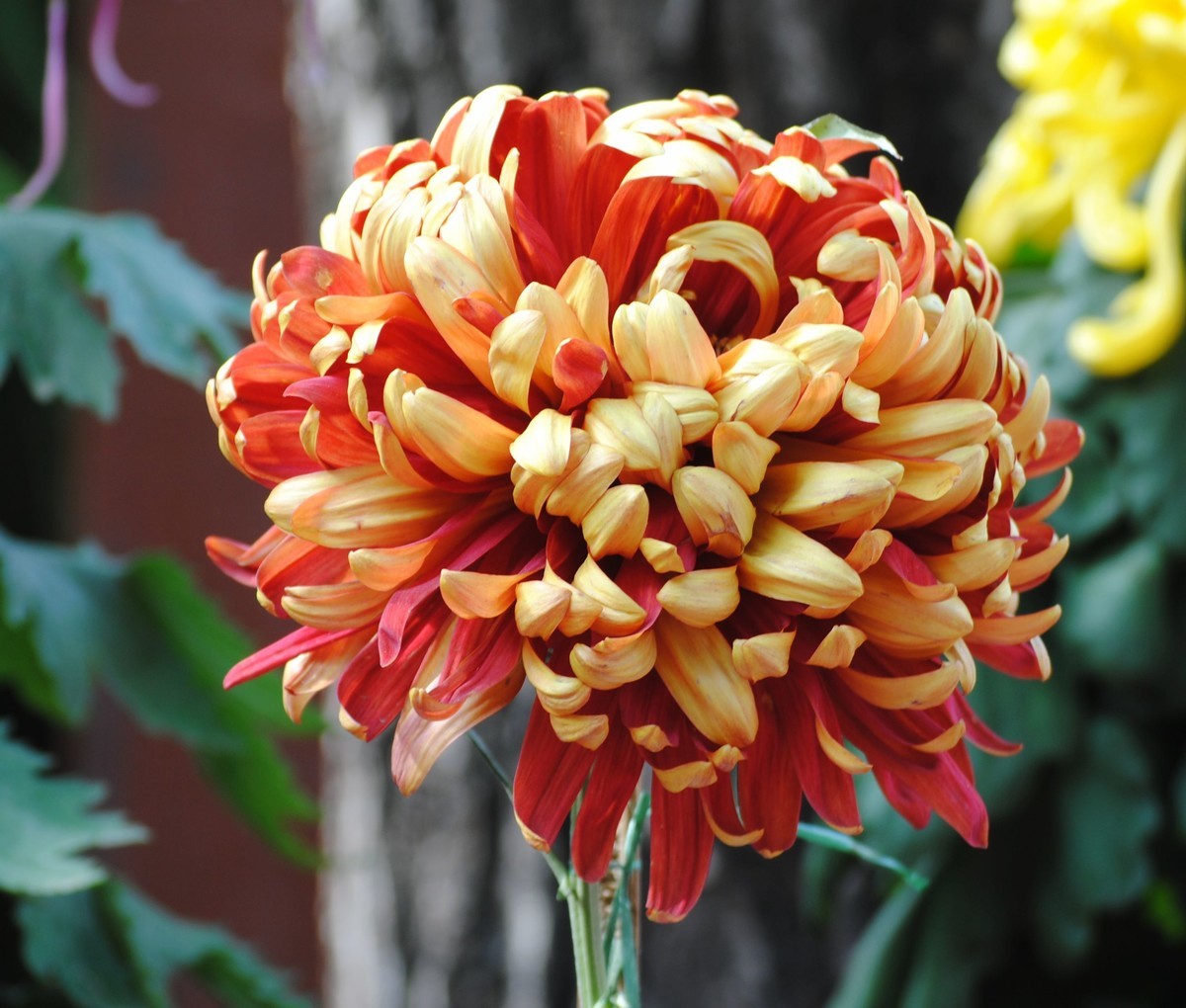 金秋菊香映红叶