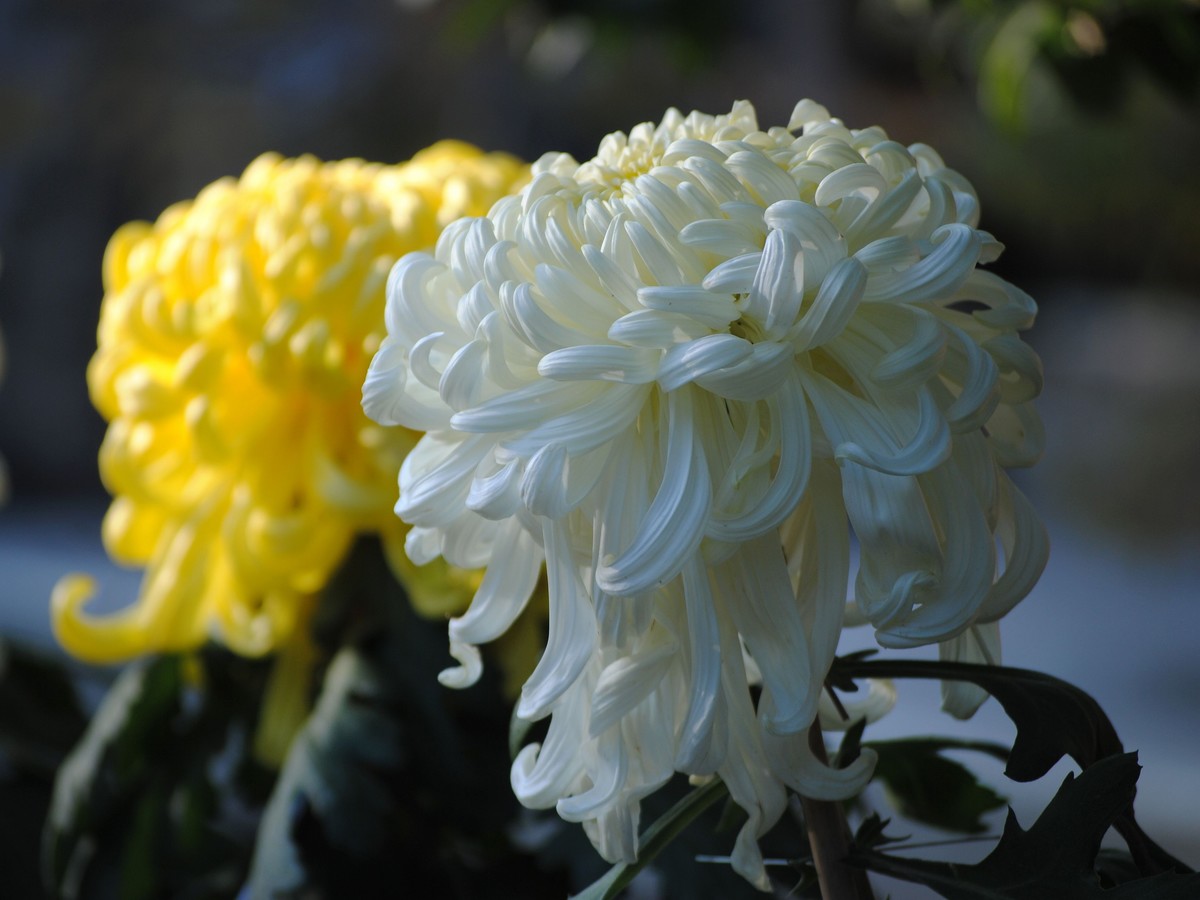 金秋菊香映红叶