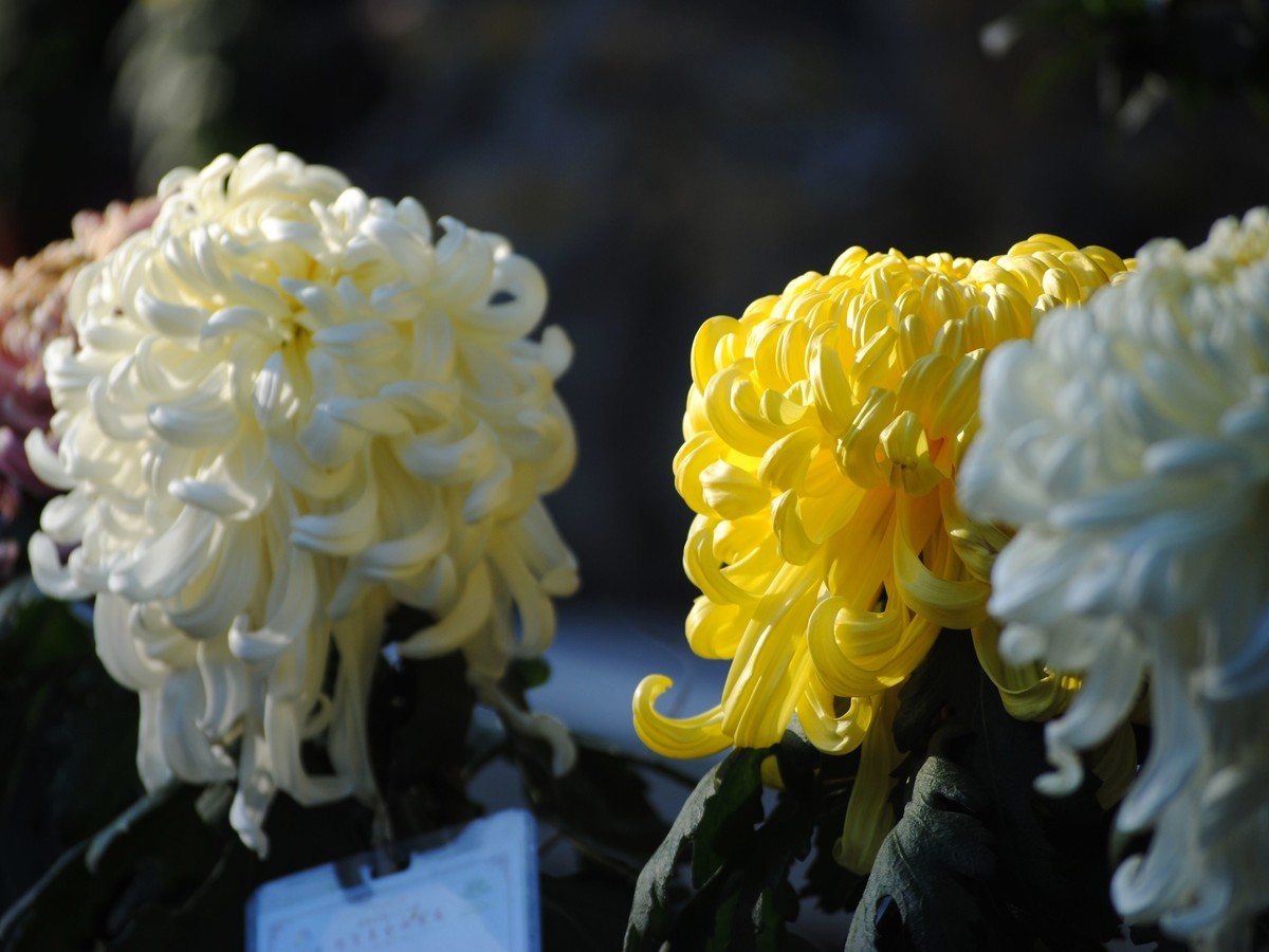 金秋菊香映红叶