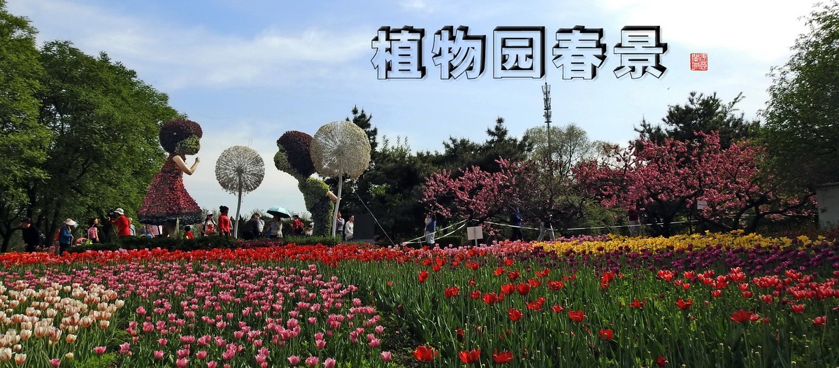 北京植物园阳春三月好春光