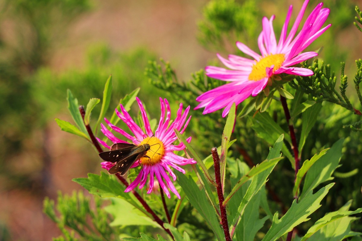 新手试机，请多指教