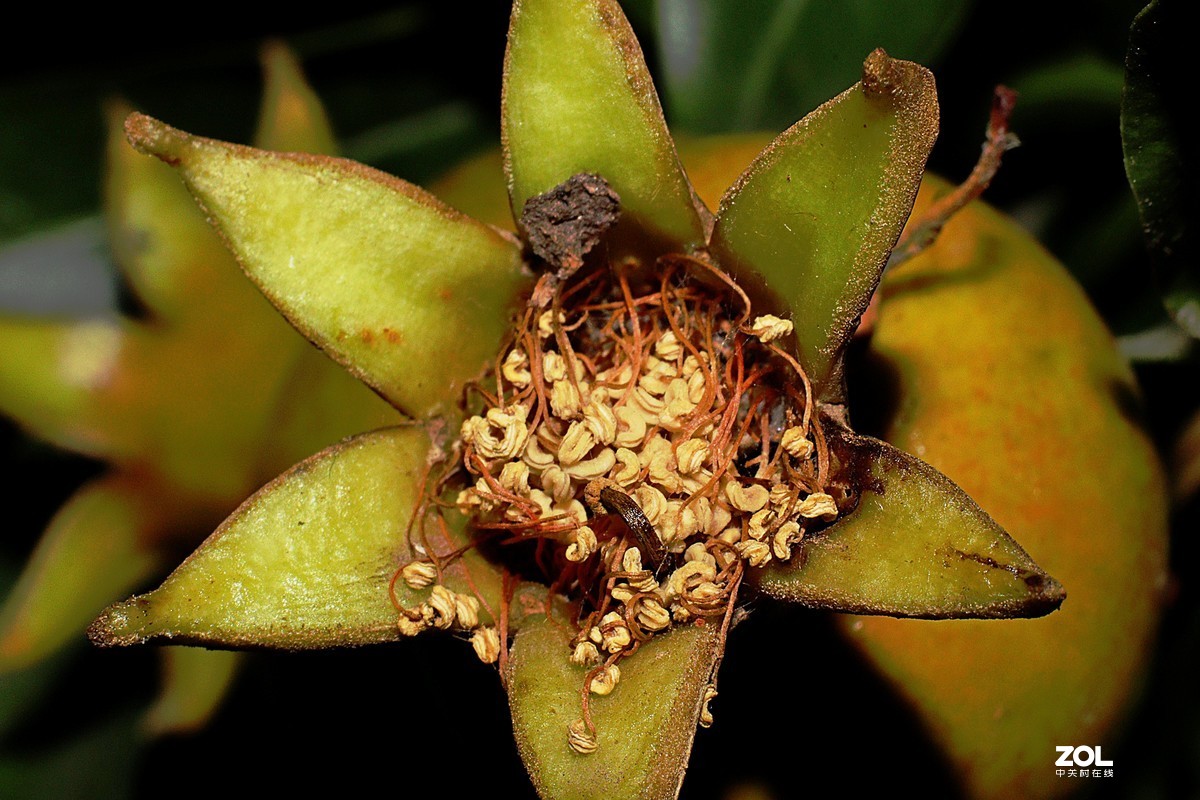 小白初次试拍。近摄接圈的应用，老师们多多指教