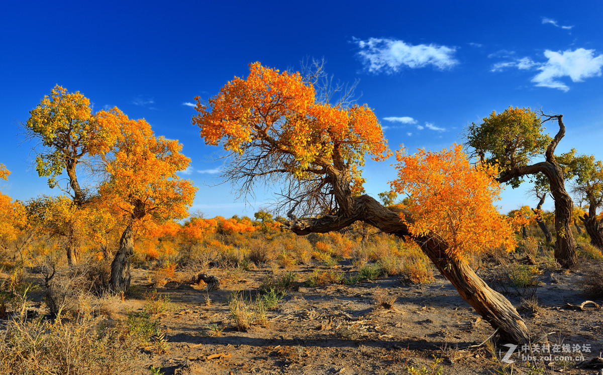新疆哈密胡杨林2