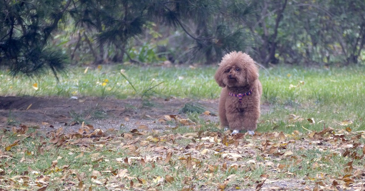 我的一组小区秋色（松下FZ100）