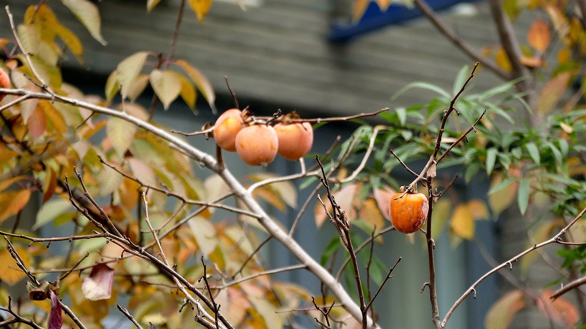 我的一组小区秋色（松下FZ100）