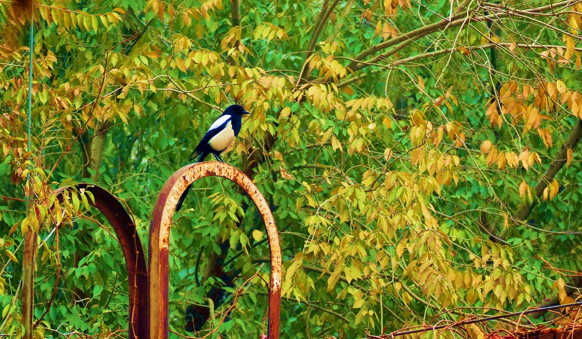 我的一组小区秋色（松下FZ100）