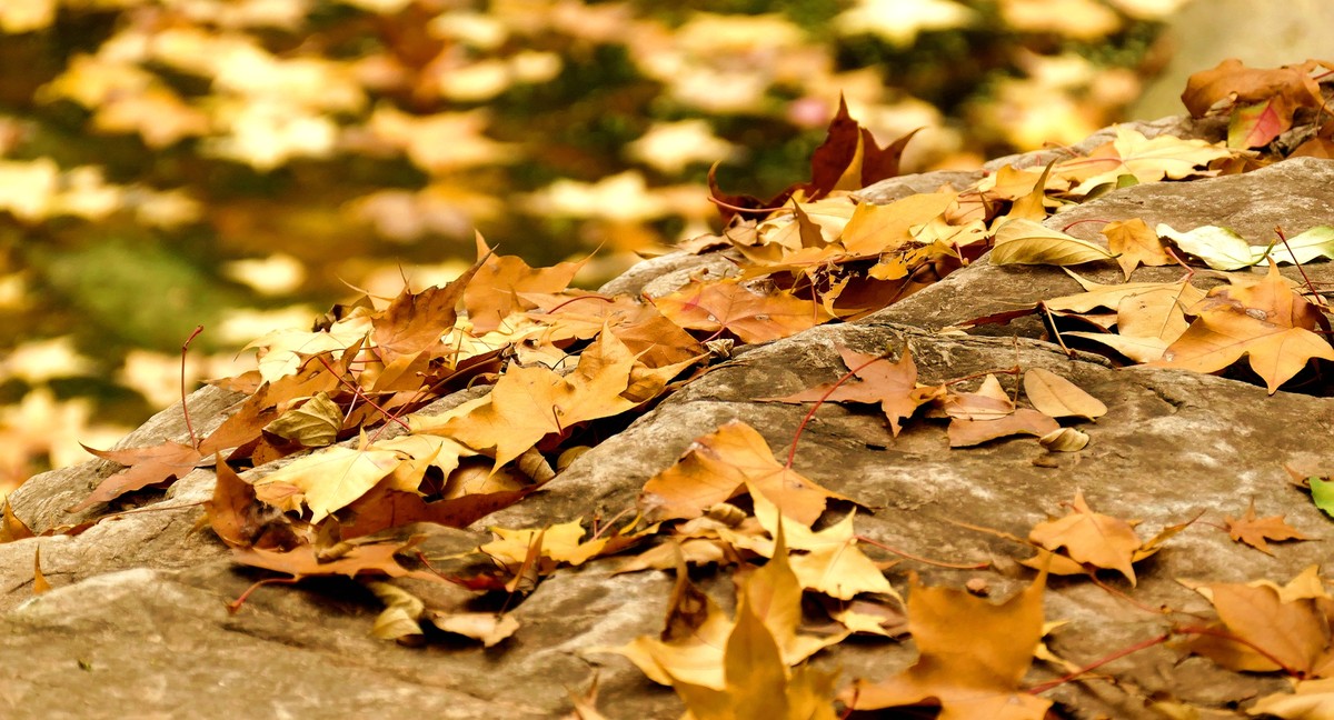 我的一组小区秋色（松下FZ100）