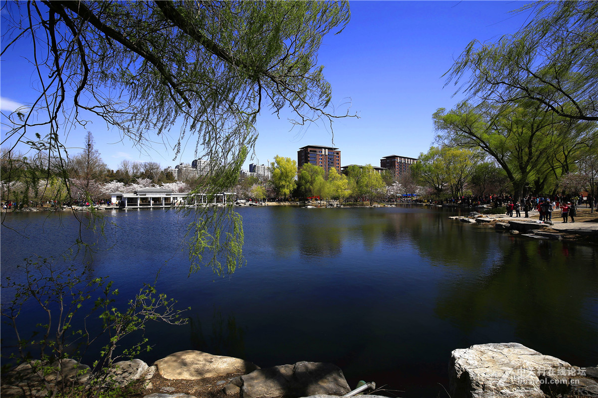 玉渊潭春景2.