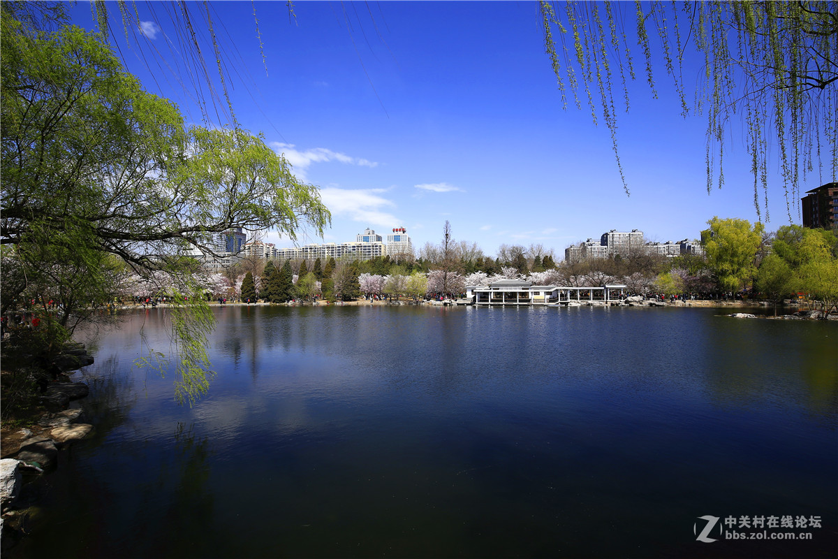 玉渊潭春景2.