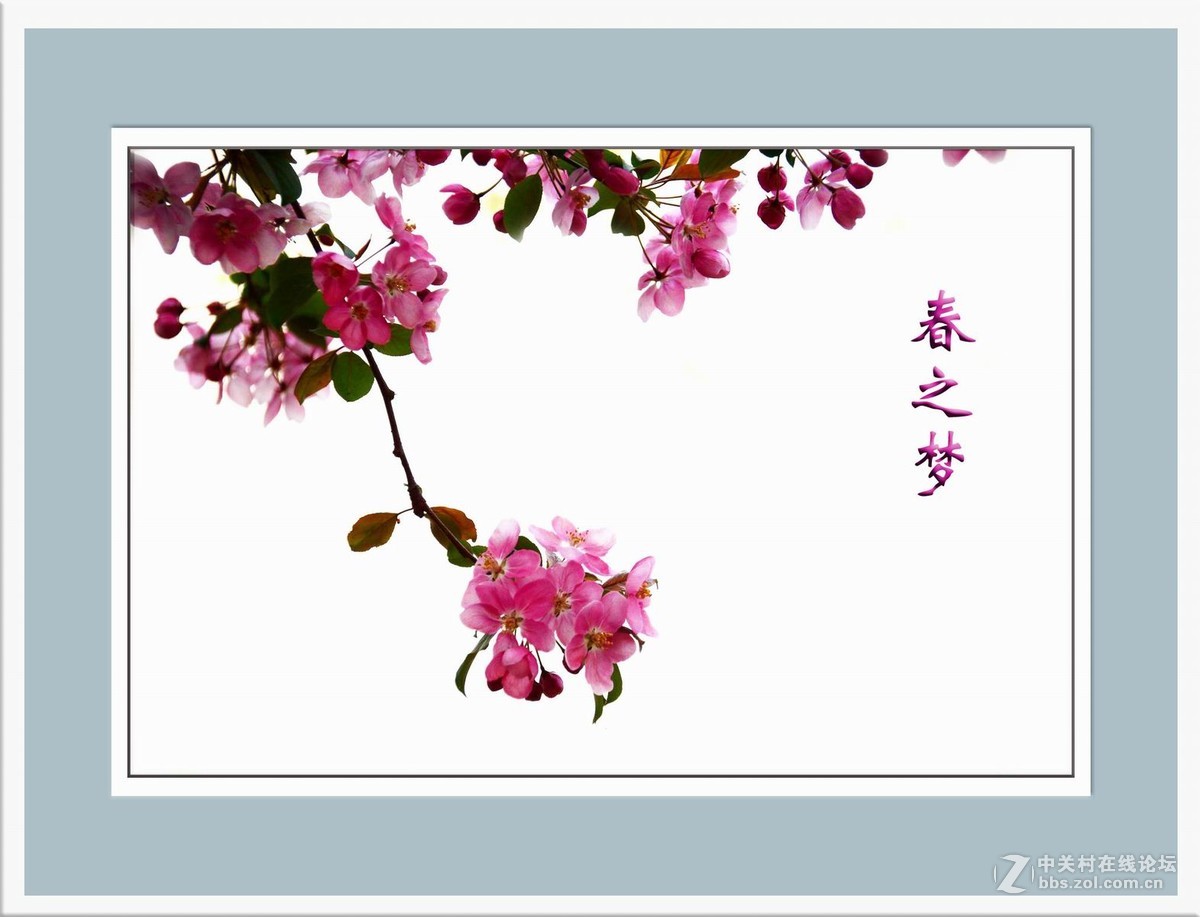 院内海棠2