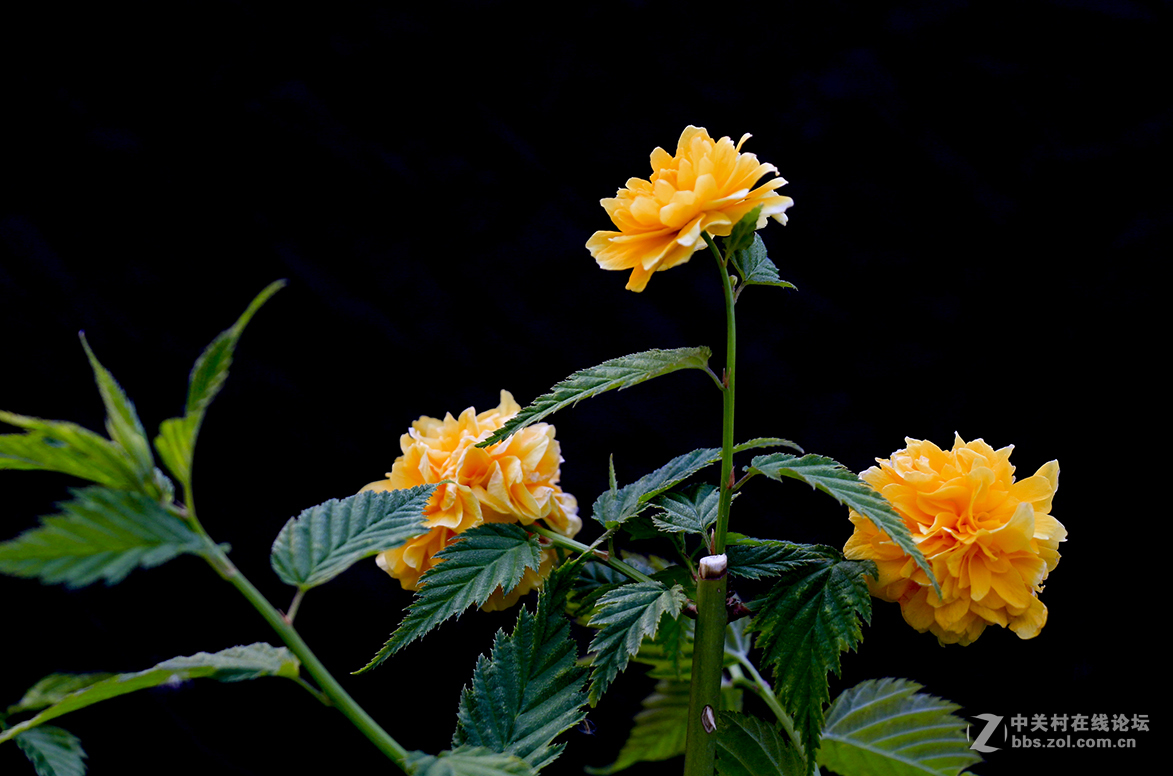 #版主坐堂#索尼A7RII星空(中国) 2016年5月牛片(顺带请假}