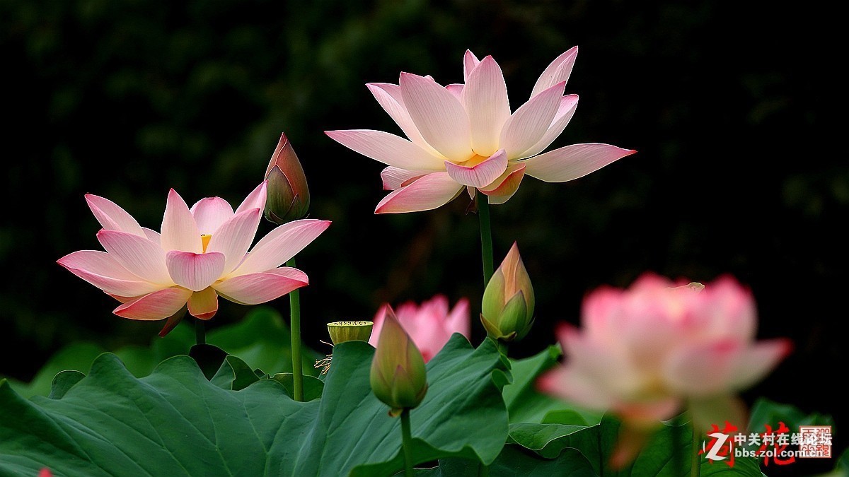 2016年6—7月《红河星空(中国)》优秀作品精选集