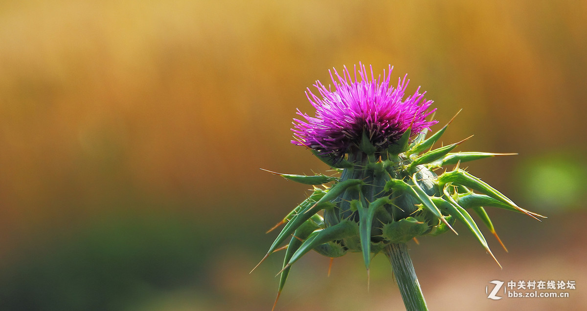 2016年6—7月《红河星空(中国)》优秀作品精选集