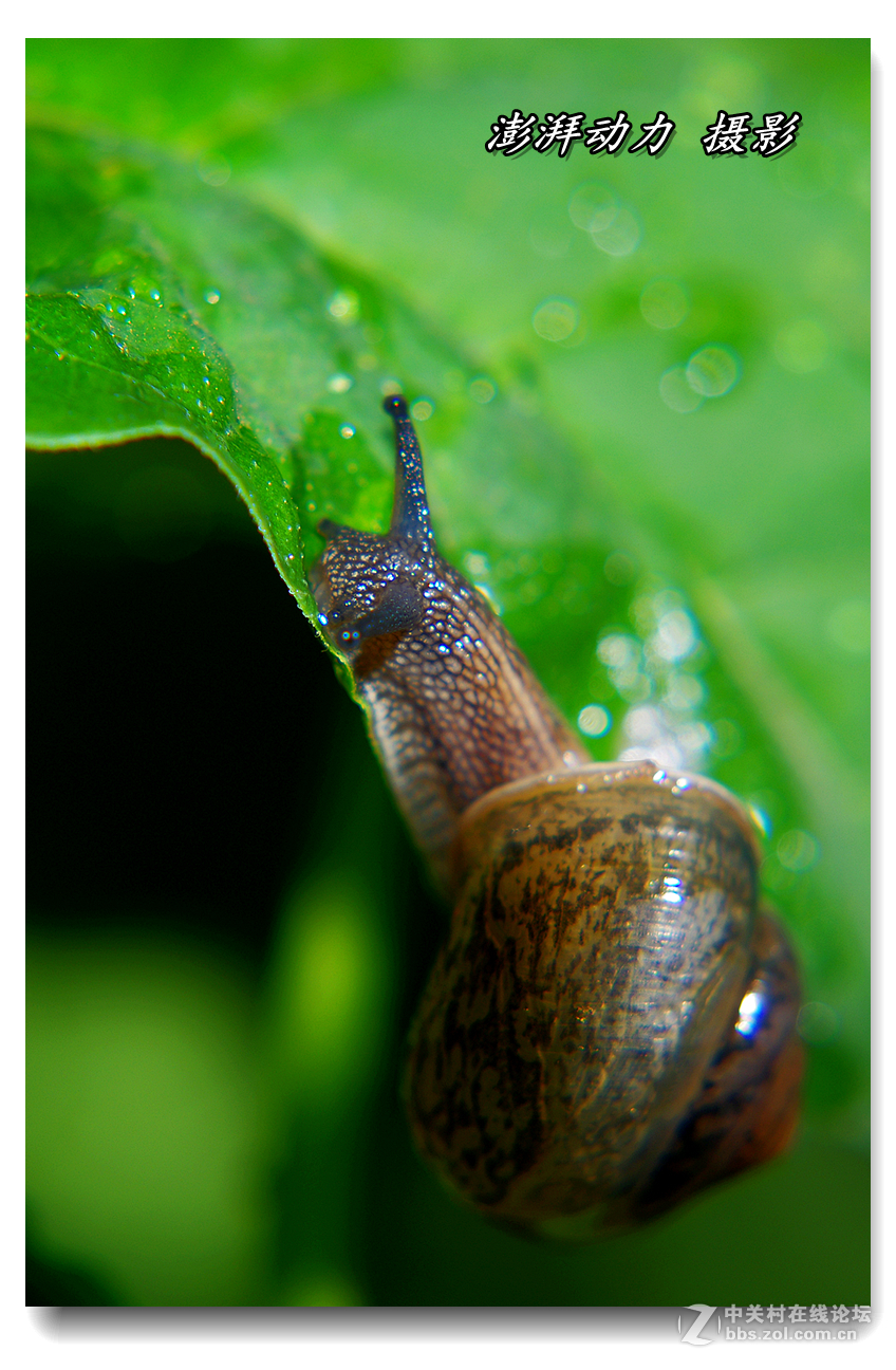 透明的蜗牛宝宝一