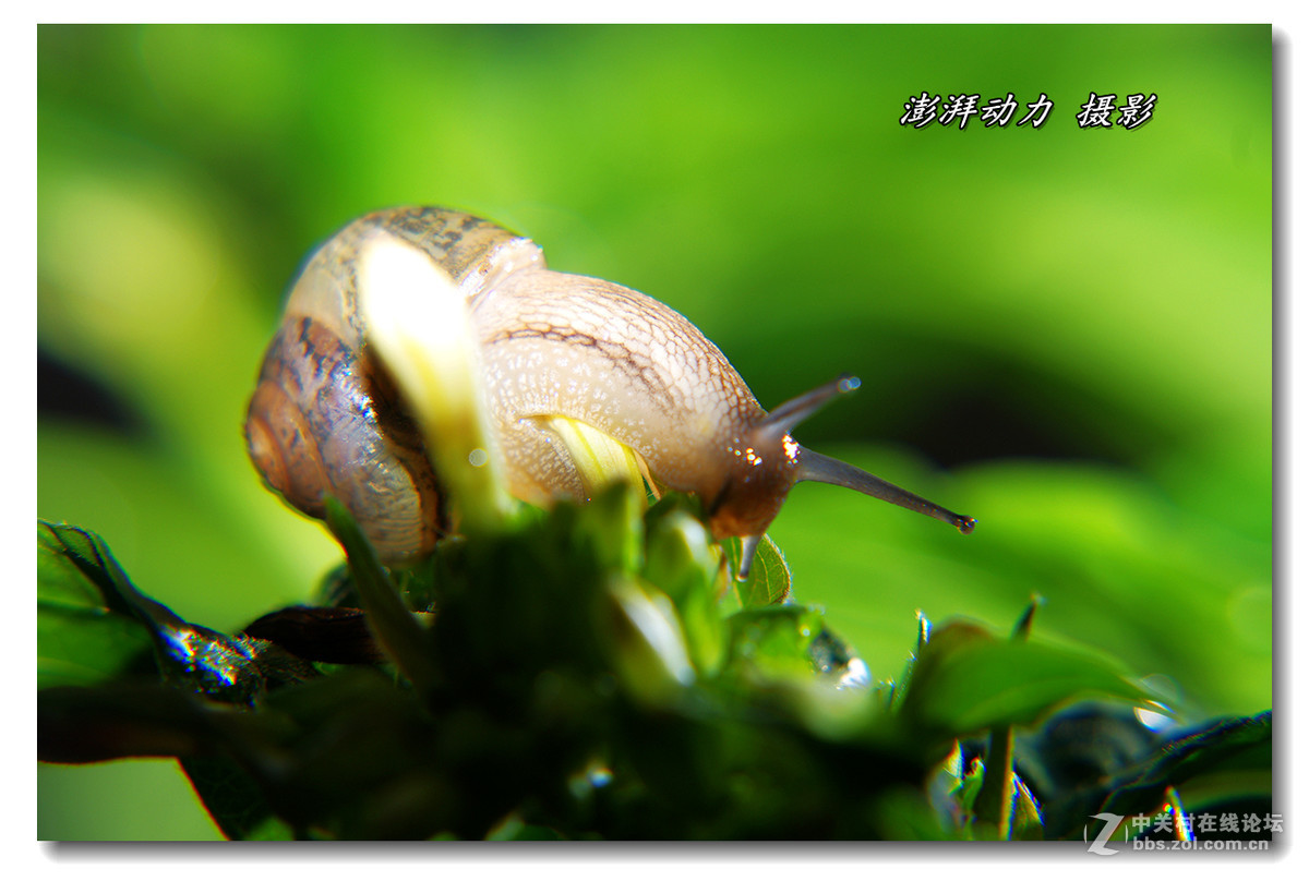 透明的蜗牛宝宝一