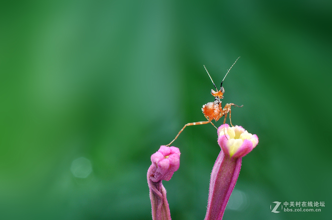 千虫百态105红色丽眼螳螂